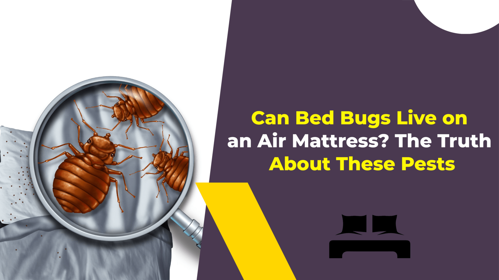 can bed bugs live on an air mattress