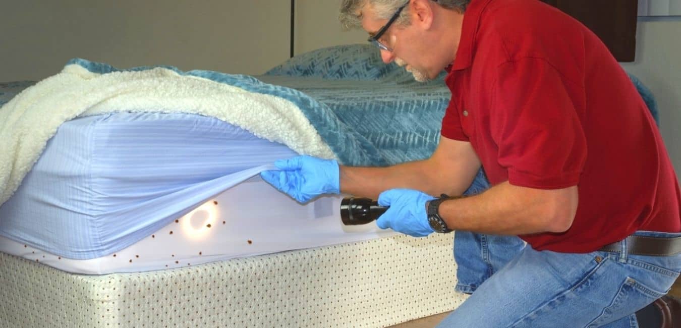 Can bed bugs live on Memory foam mattresses