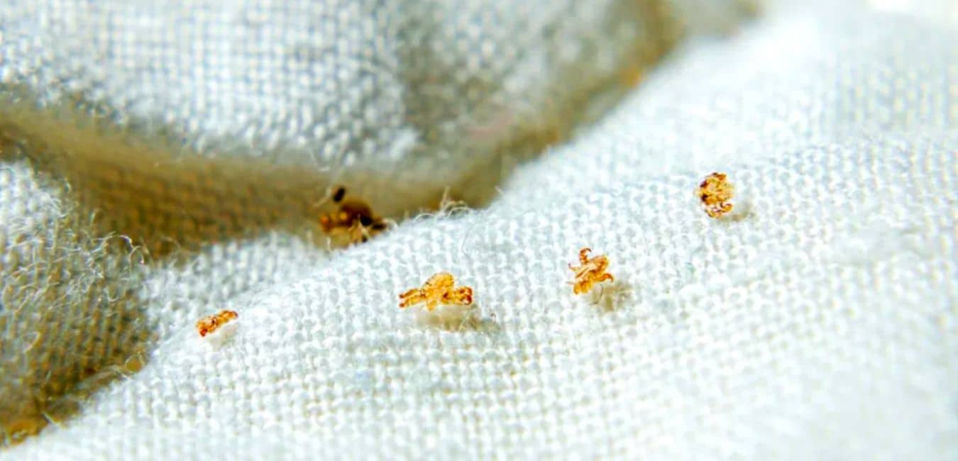 Expert Tips on How to treat mattress for lice