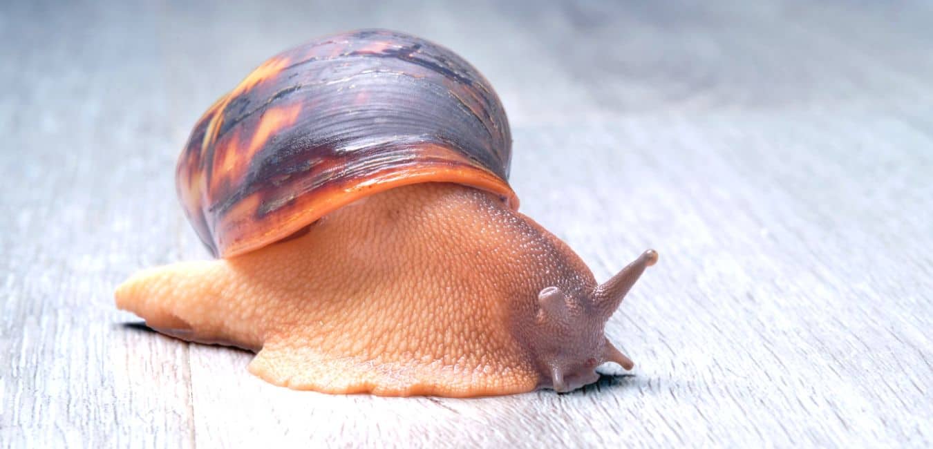 Do Snails Sleep