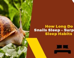 How Long Do Snails Sleep - Surprising Sleep Habits