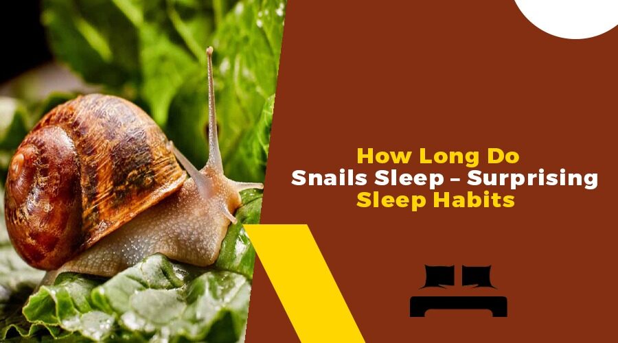 How Long Do Snails Sleep - Surprising Sleep Habits