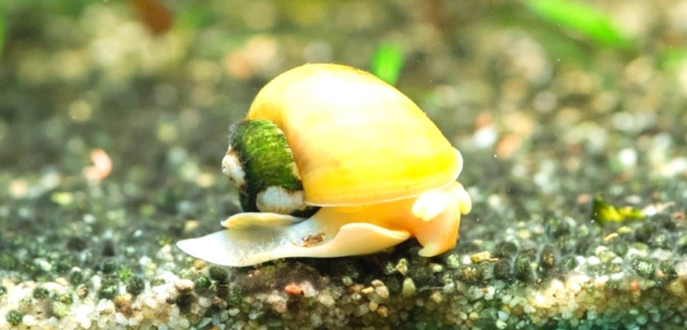 How to Tell if Your Snail is Sleeping
